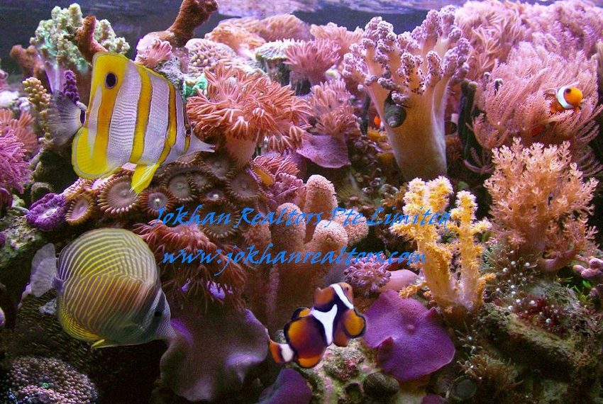 Fiji-Beachfront- (9)